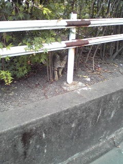 ほら、きた。