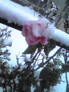 雪その四。