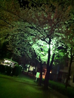 昨日の夜