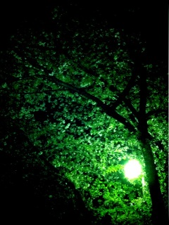 桜がね