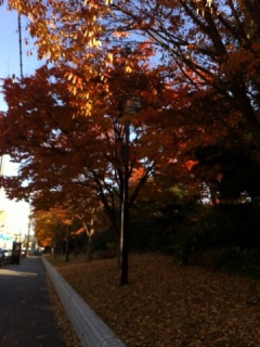 紅葉
