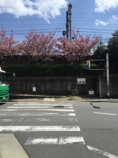 まだ咲いてる桜は