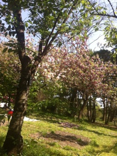 桜が