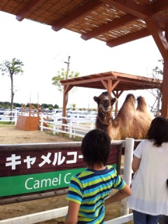 人懐こい