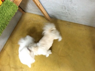 喧嘩はやめて