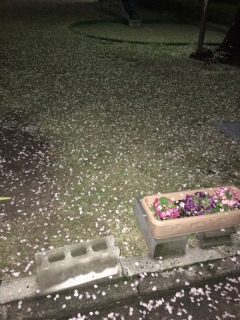 雨でみんな散った