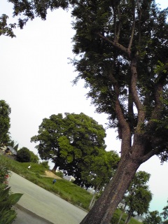 公園